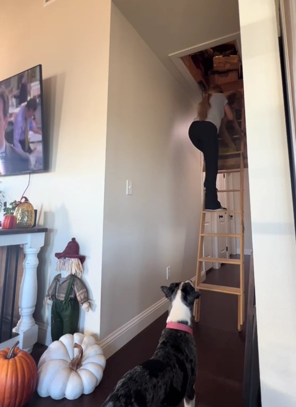 dog looking at woman climbing on attick