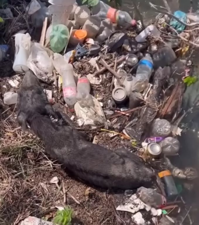 dog lying in a pike of trash