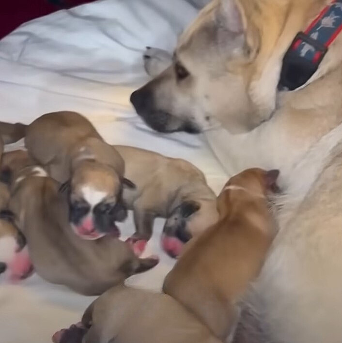 dog lying in bed with puppies