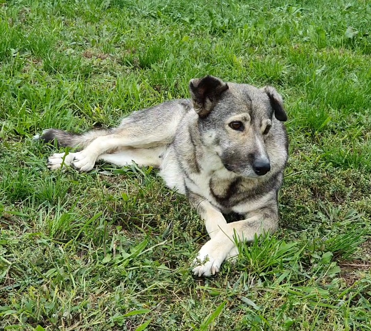 dog lying in green grass