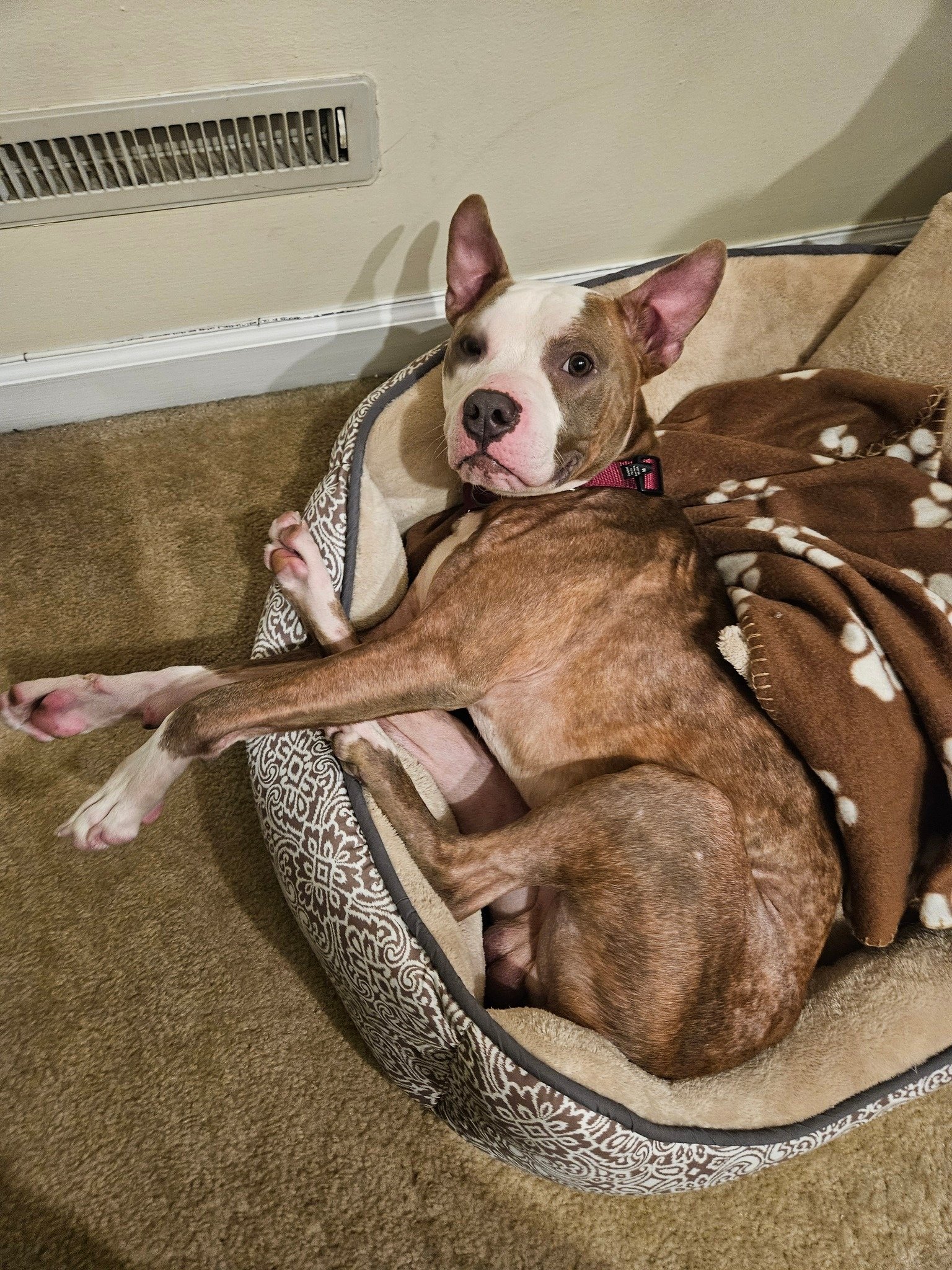 dog lying in his bed