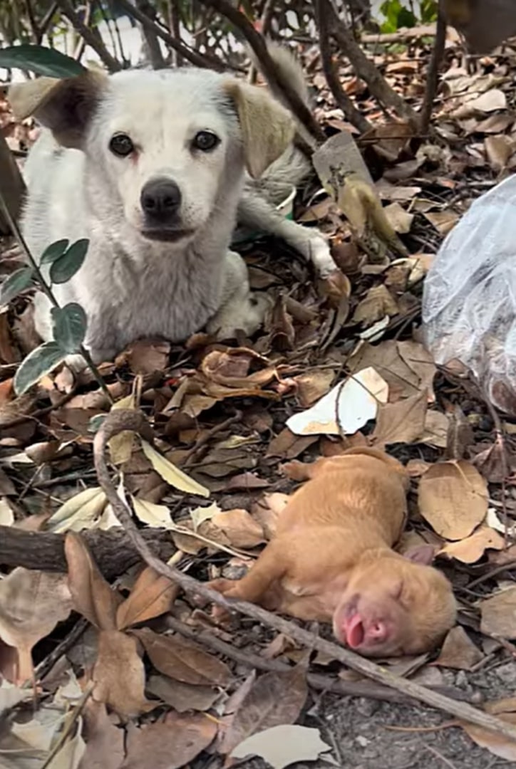 dog lying next to a tiny puppy