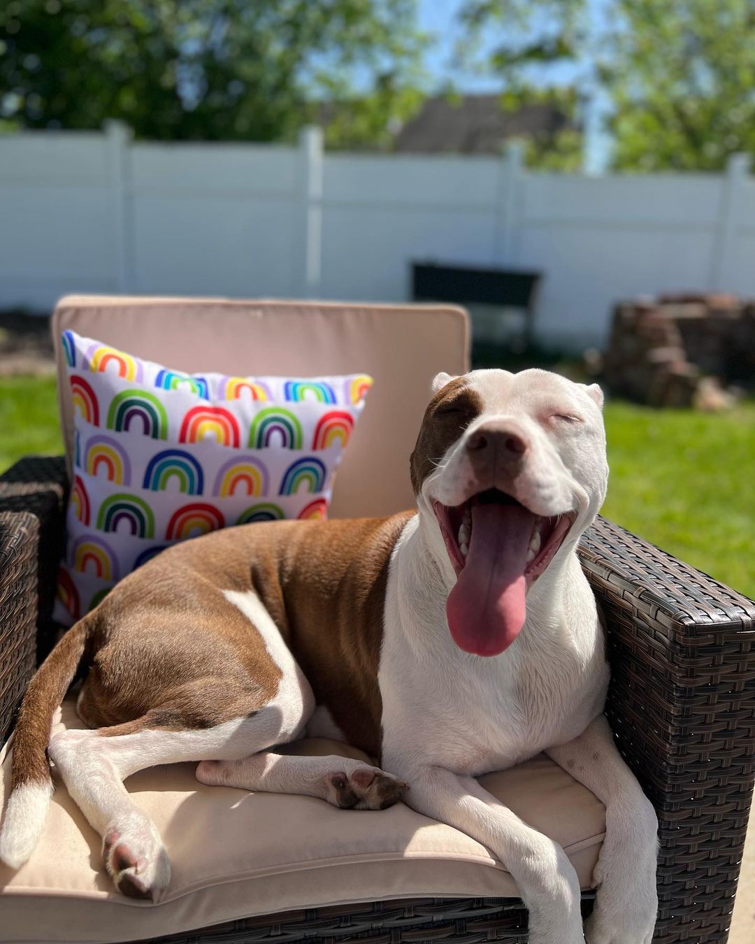 dog lying on a chair in yard