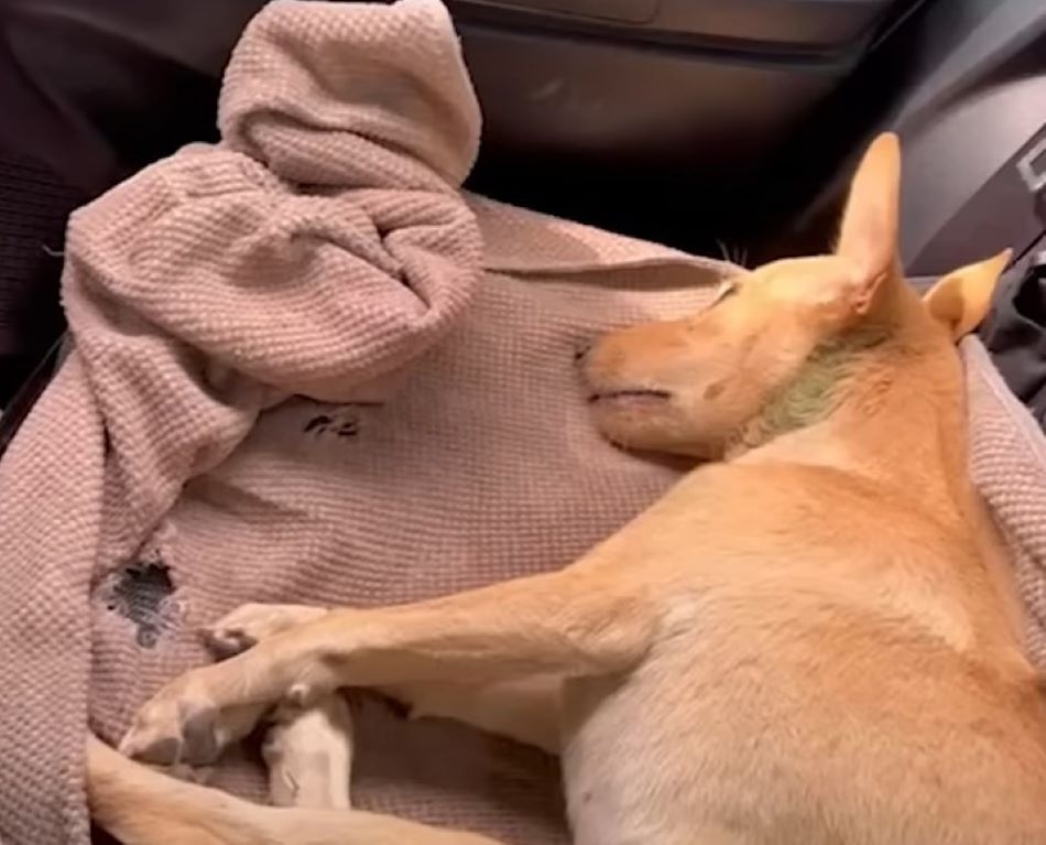 dog lying on car seat