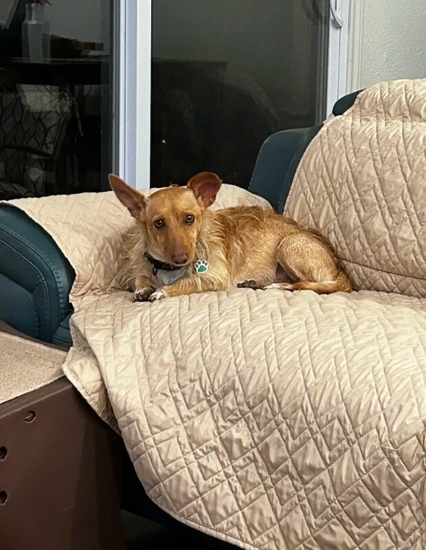 dog lying on couch