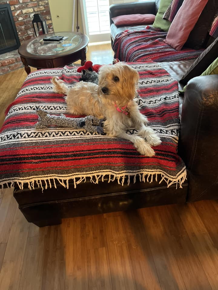 dog lying on couch