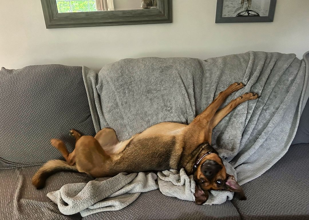 dog lying on its back on couch