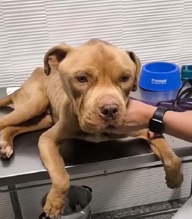 dog lying on table