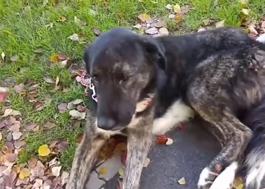 dog lying on the pathway