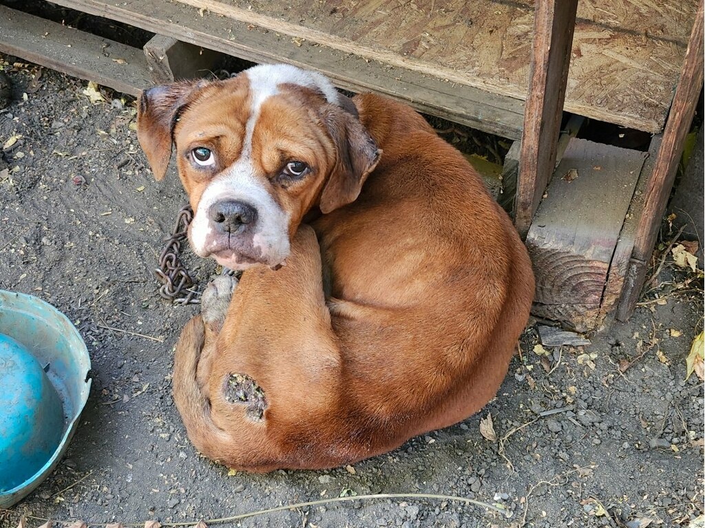 dog lying tied to chain