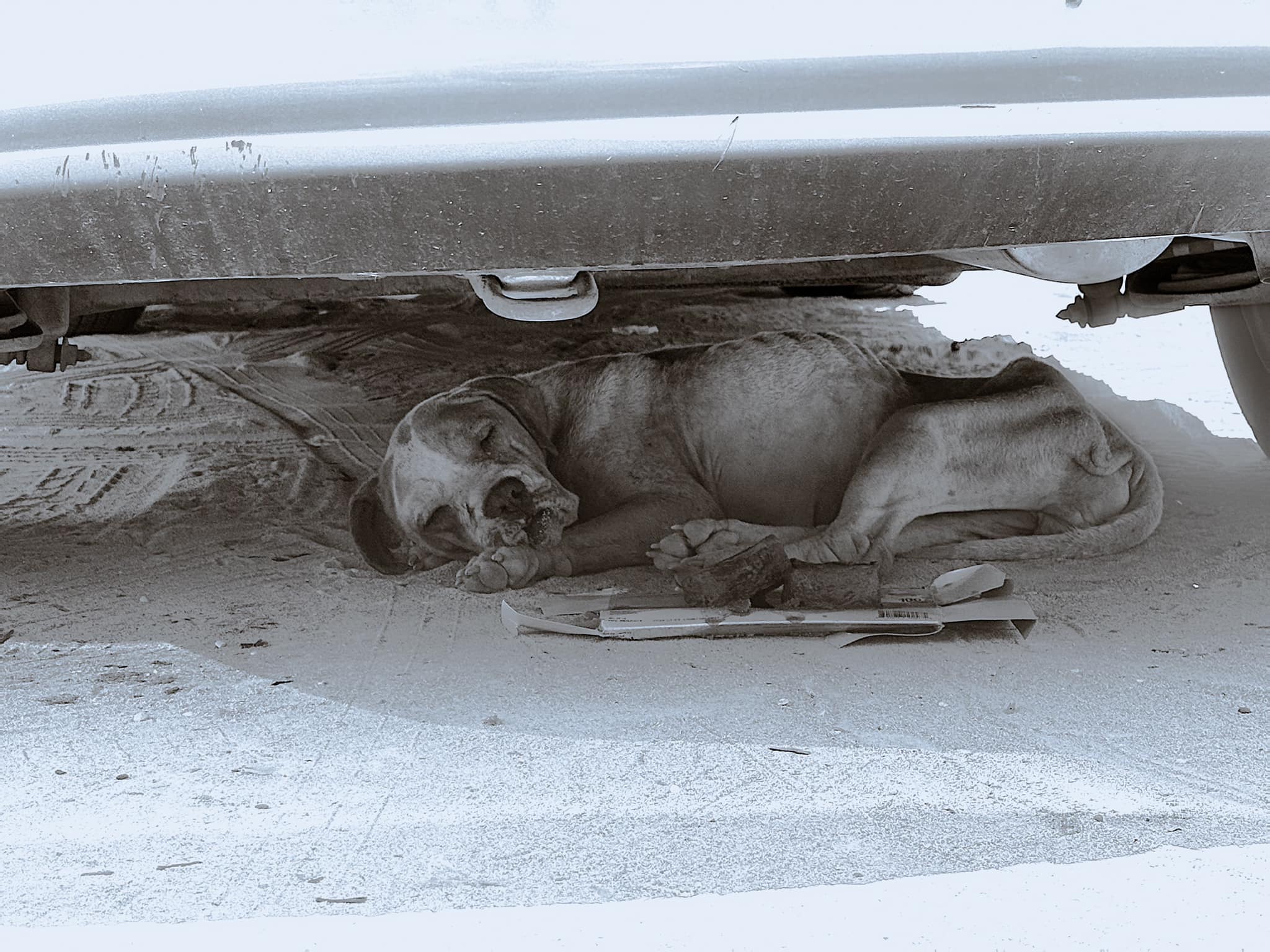 dog lying under a car