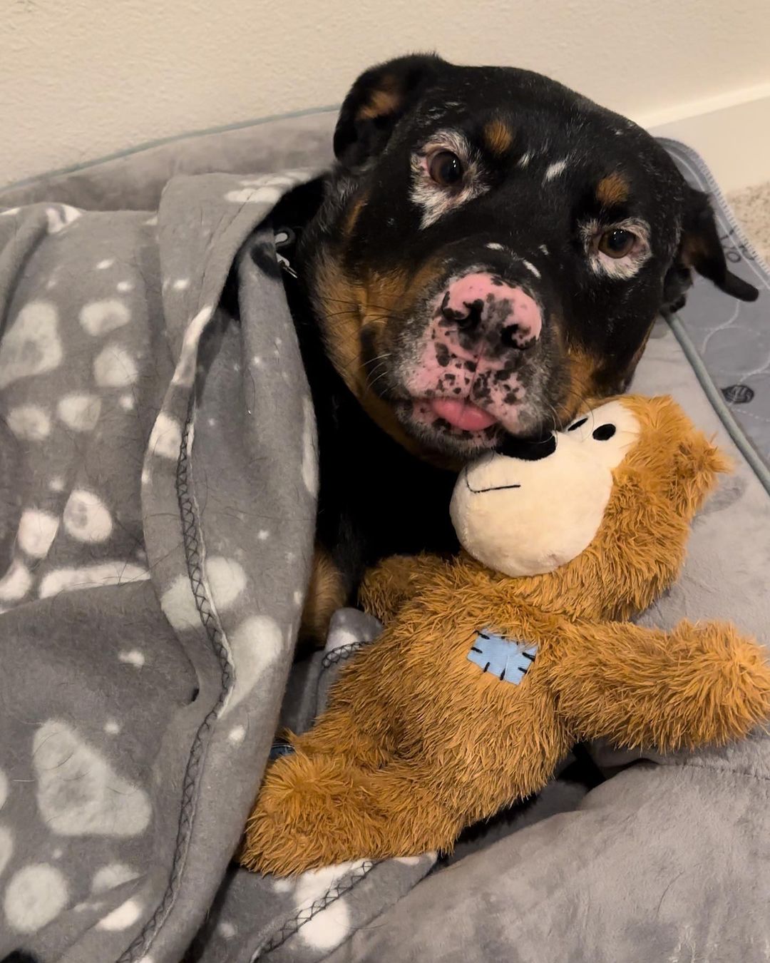 dog lying with a stuffed animal