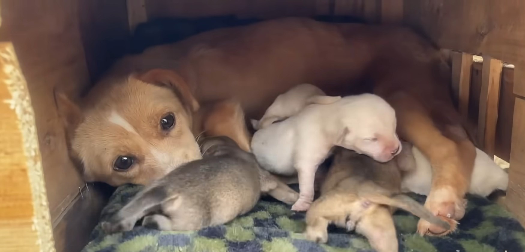 dog lying with newborn puppies