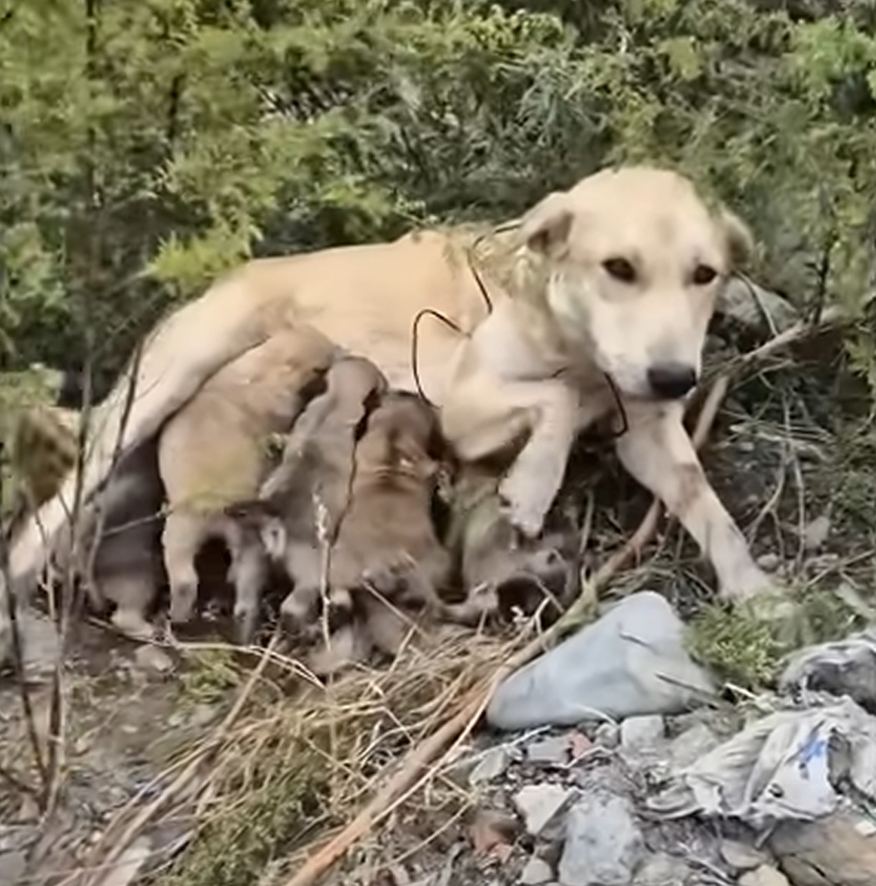 dog nursing puppies