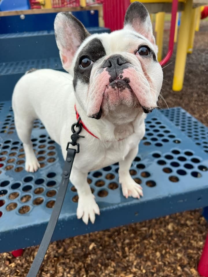 dog on a harness standing on the playground