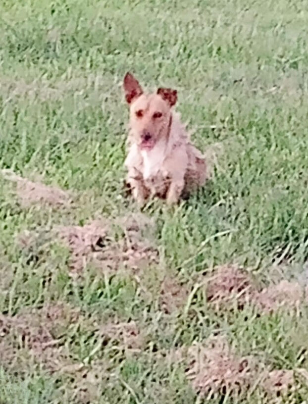 dog on grass