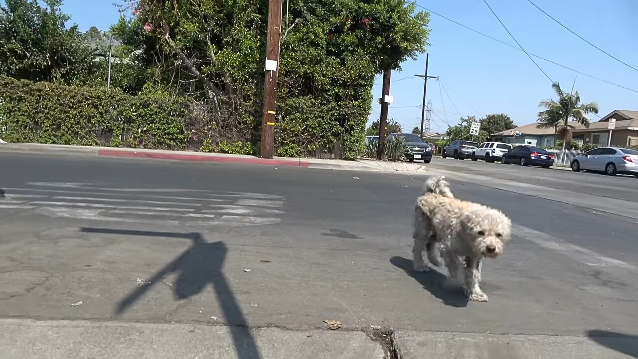 dog on the street