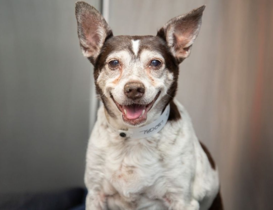 dog posing for picture