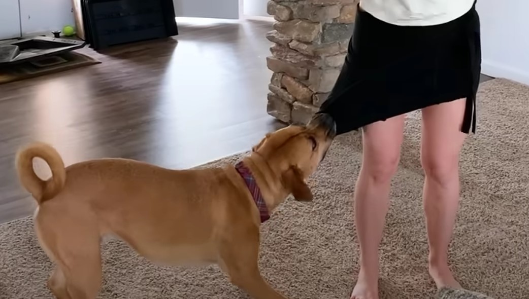 dog pulling on woman's shorts