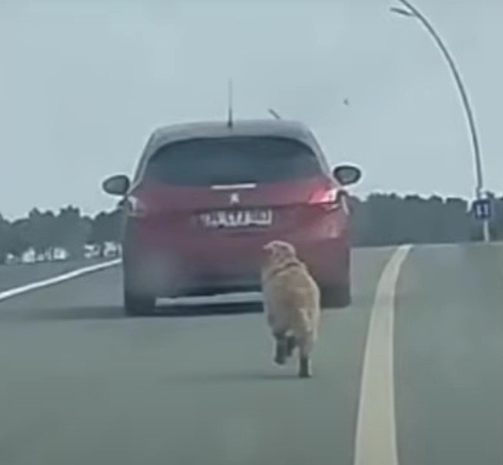 dog running after the car