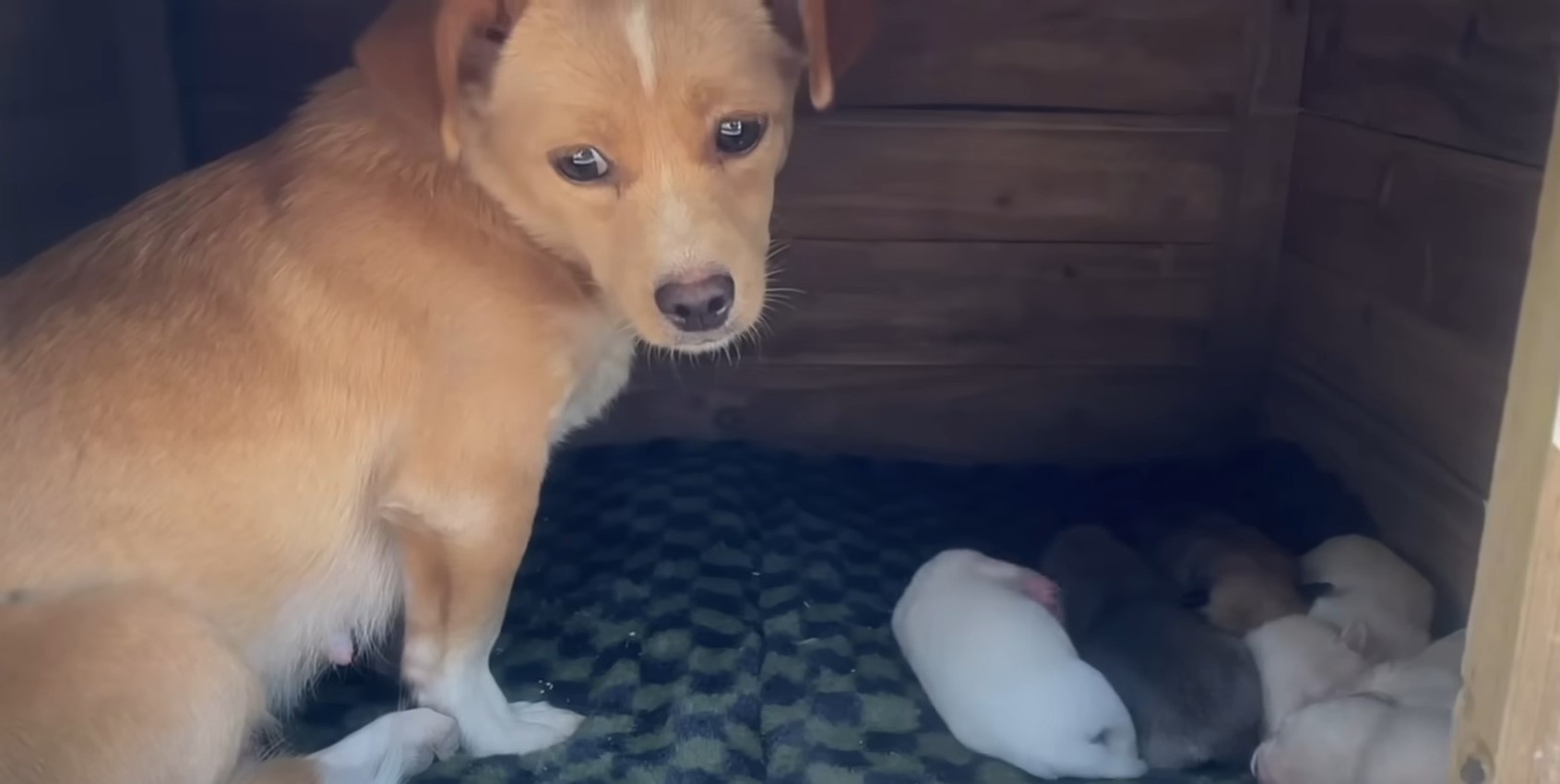 dog sitting by little puppies