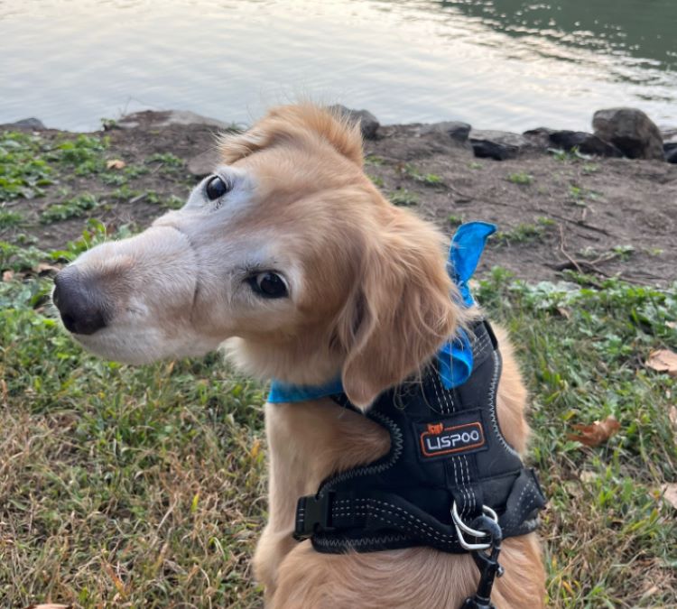 dog sitting by the lake