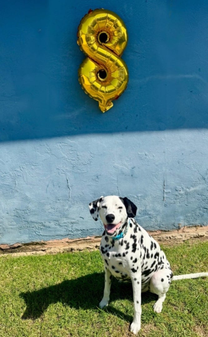 dog sitting in front of number eight