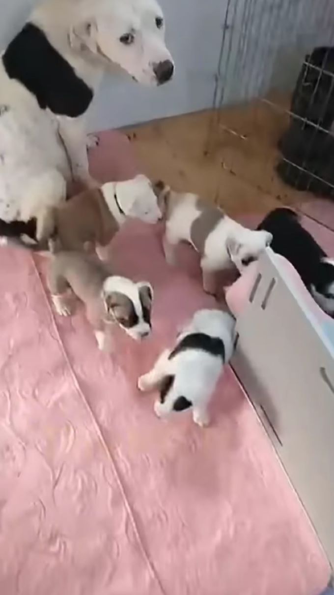 dog sitting next to puppies