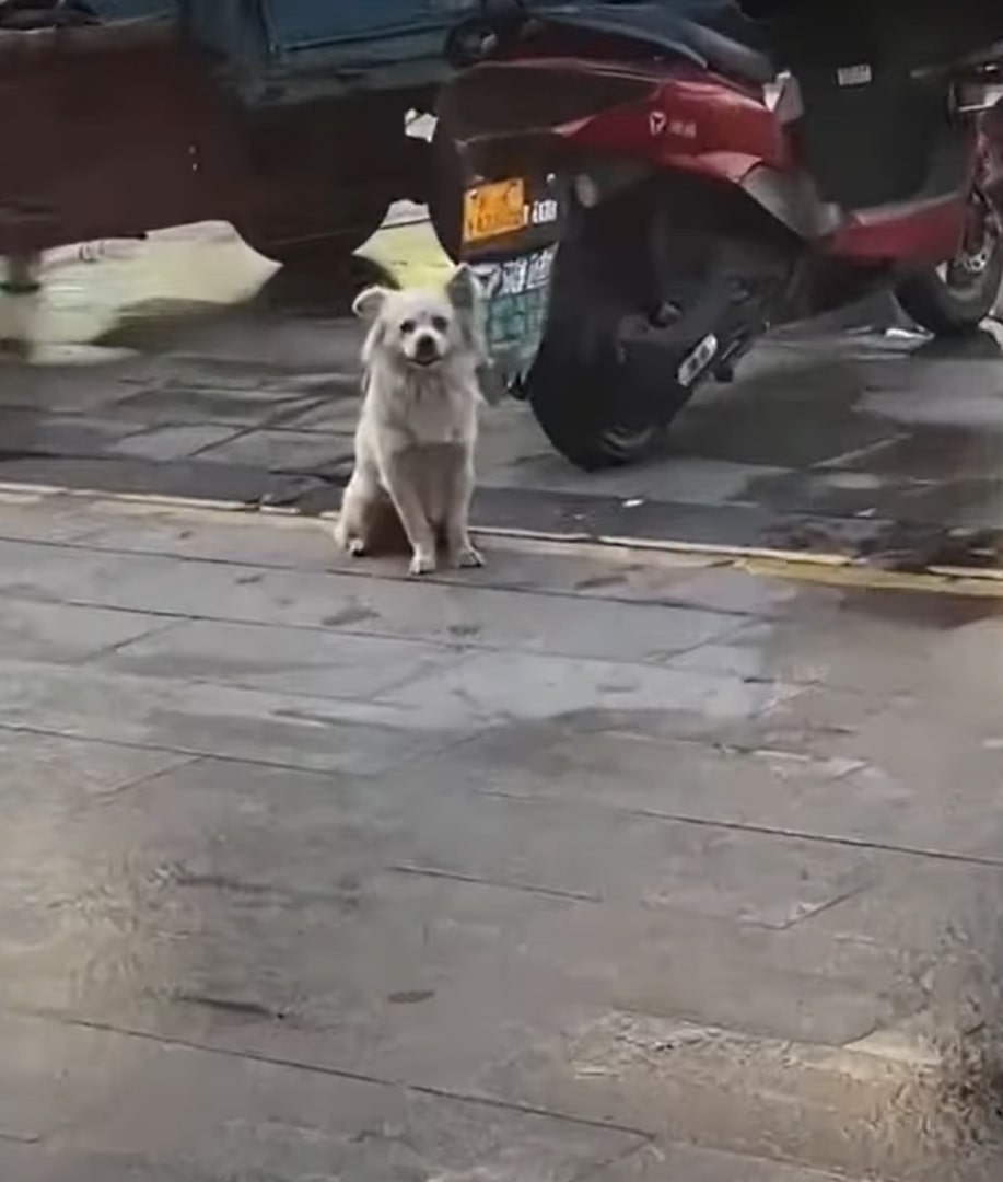 dog sitting on a sidewalk