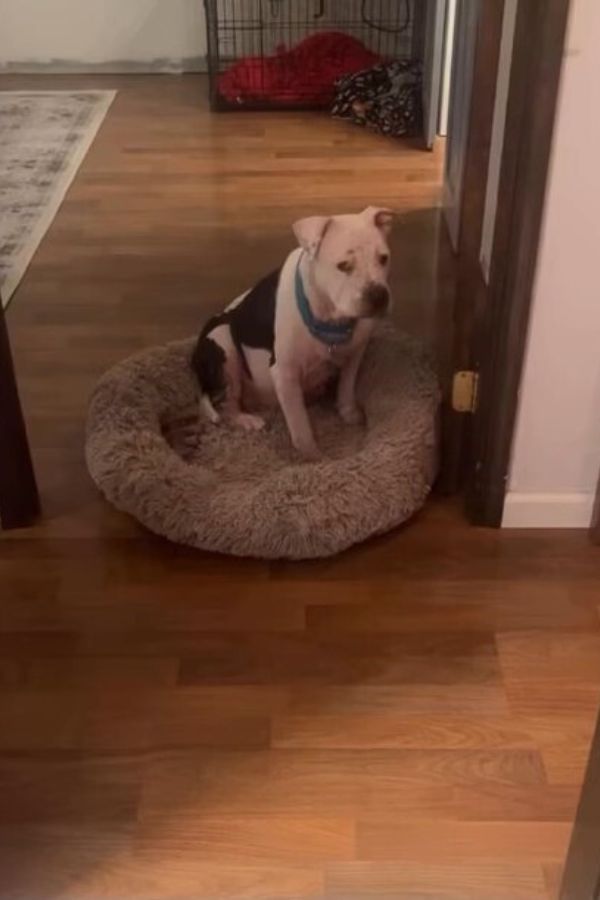 dog sitting on dog bed