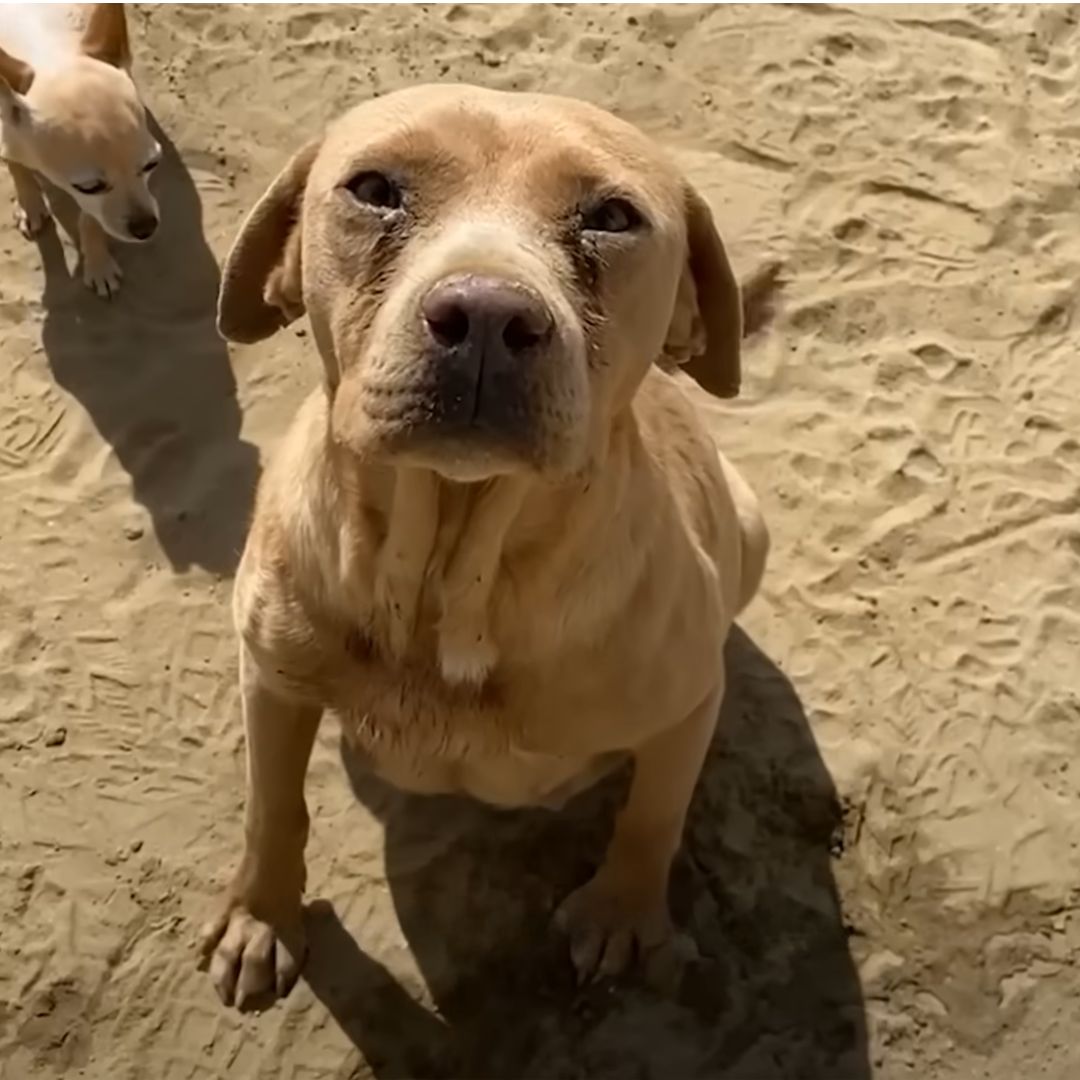 dog sitting on sand with puppy