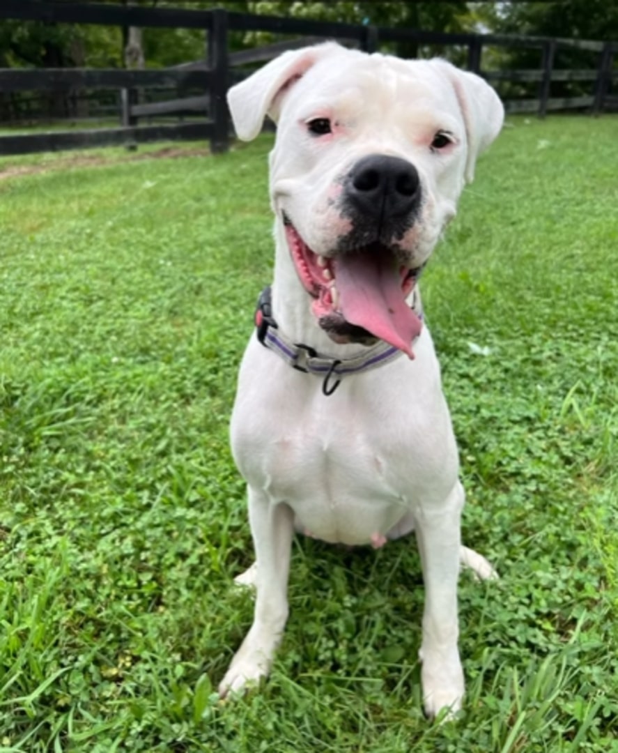 dog sitting on the green grass