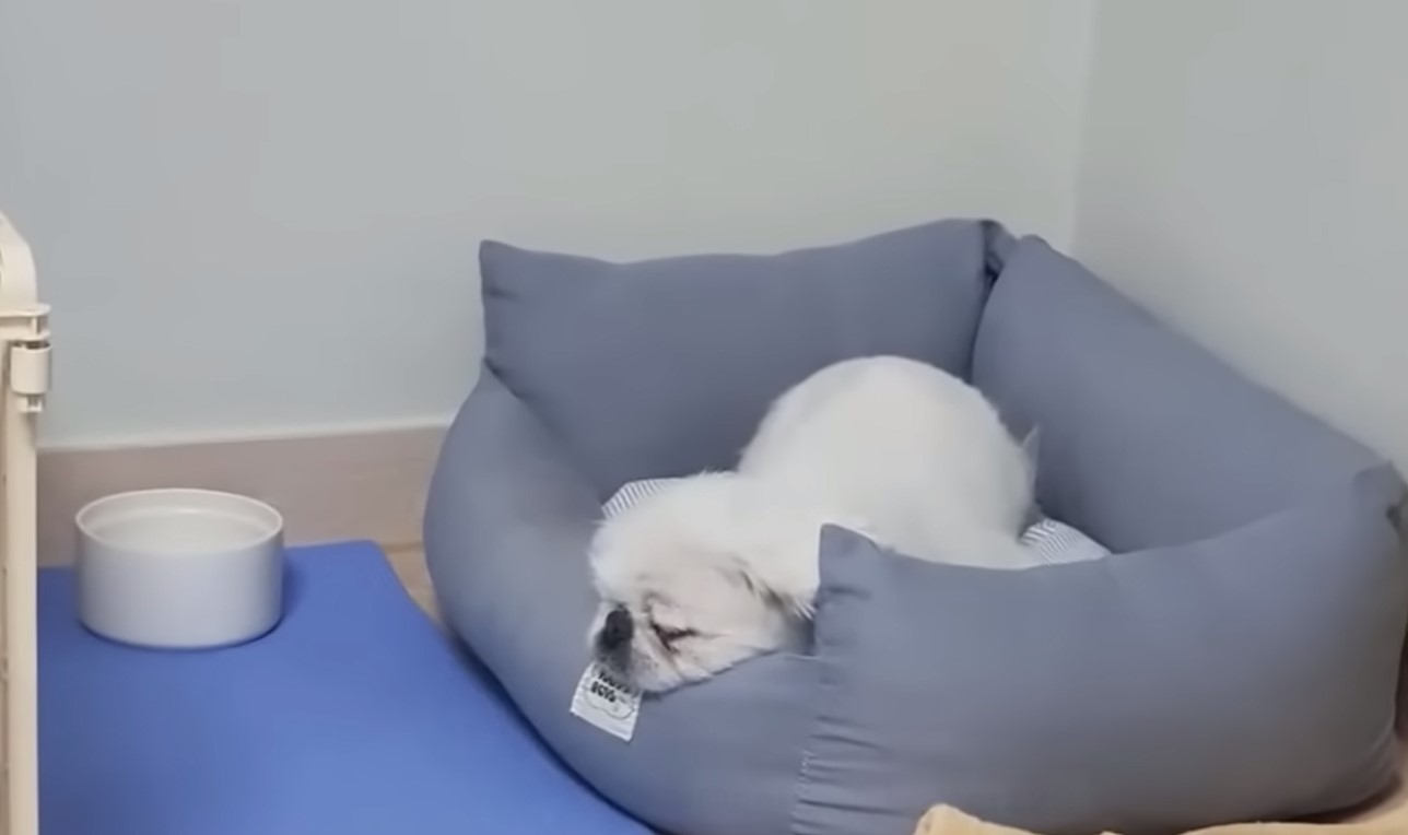 dog sleeping on his chair