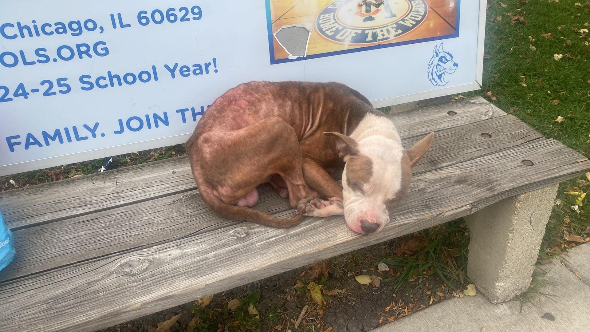 dog sleeping on outdoor bench