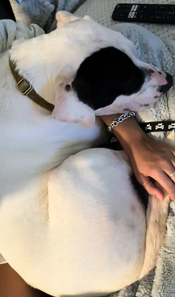 dog sleeping on womans hand