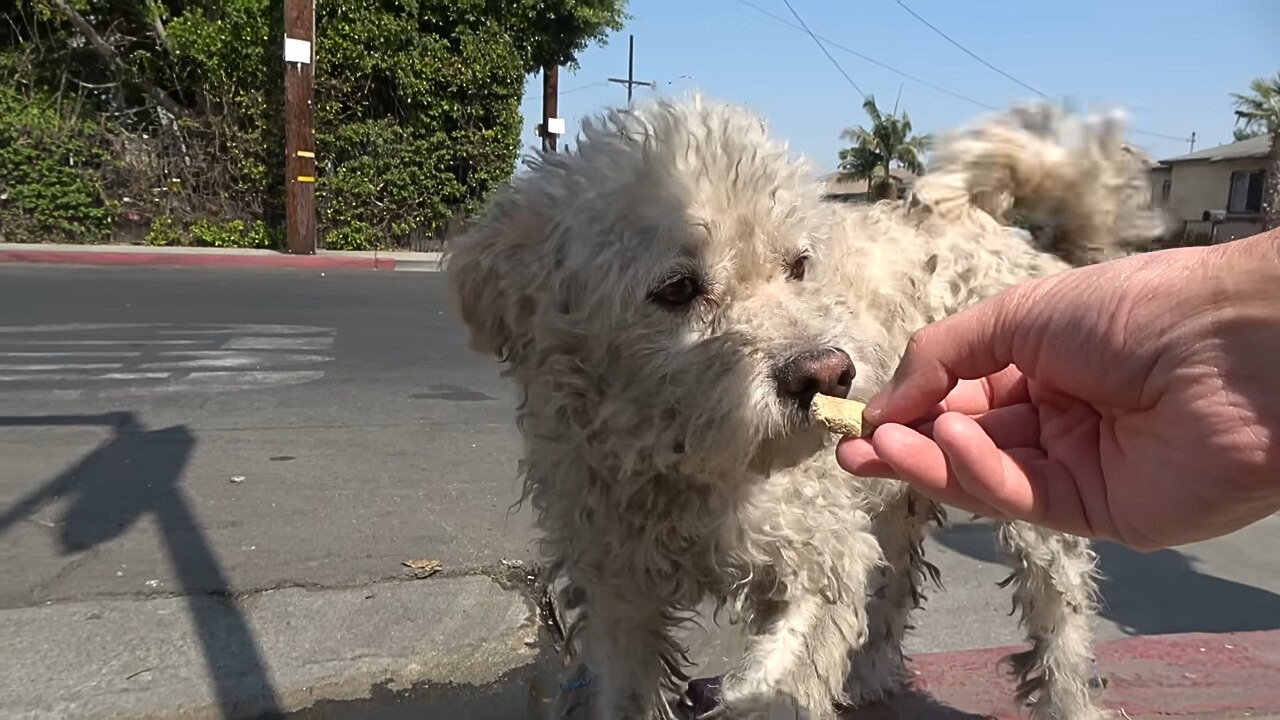 dog sniffing a treat