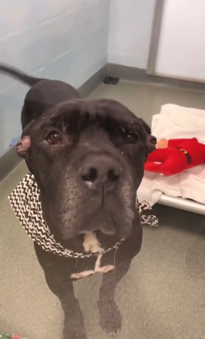 dog standing at shelter