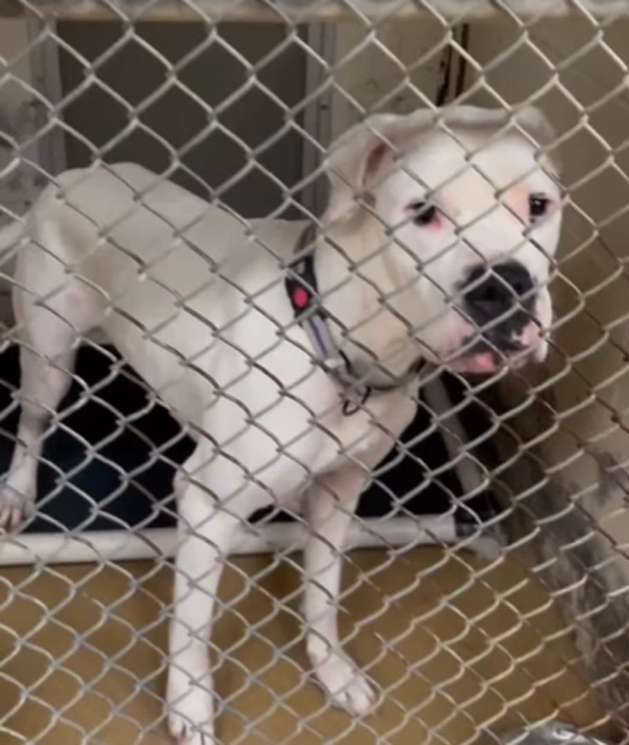 dog standing in cage