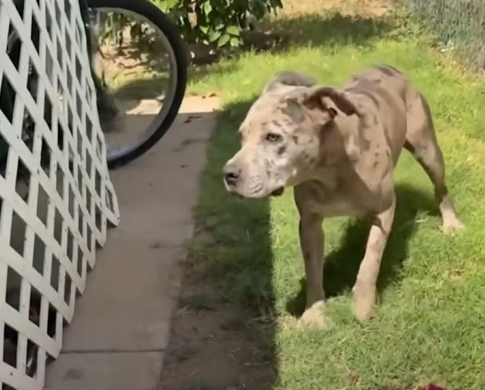 dog standing on grass