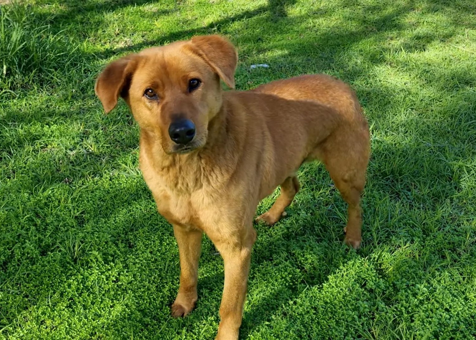 dog standing on green grass