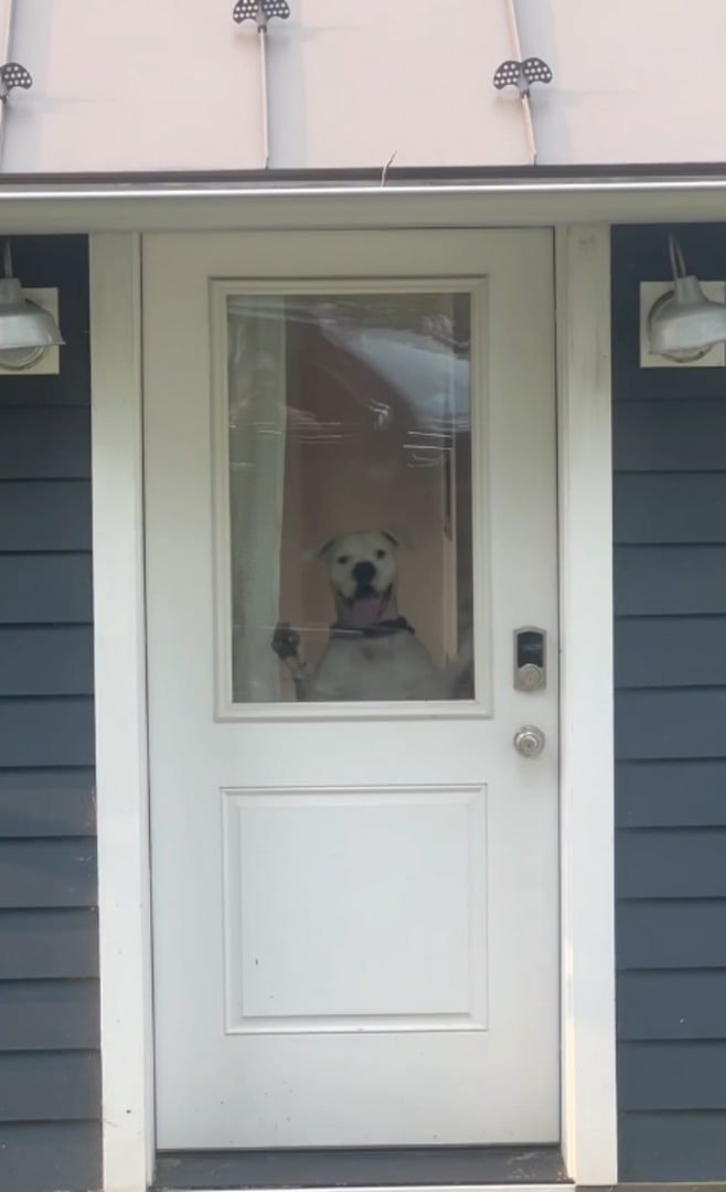 dog standing on the door