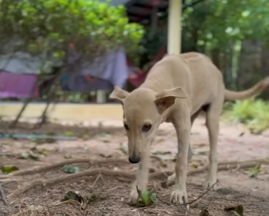 dog standing outdoor