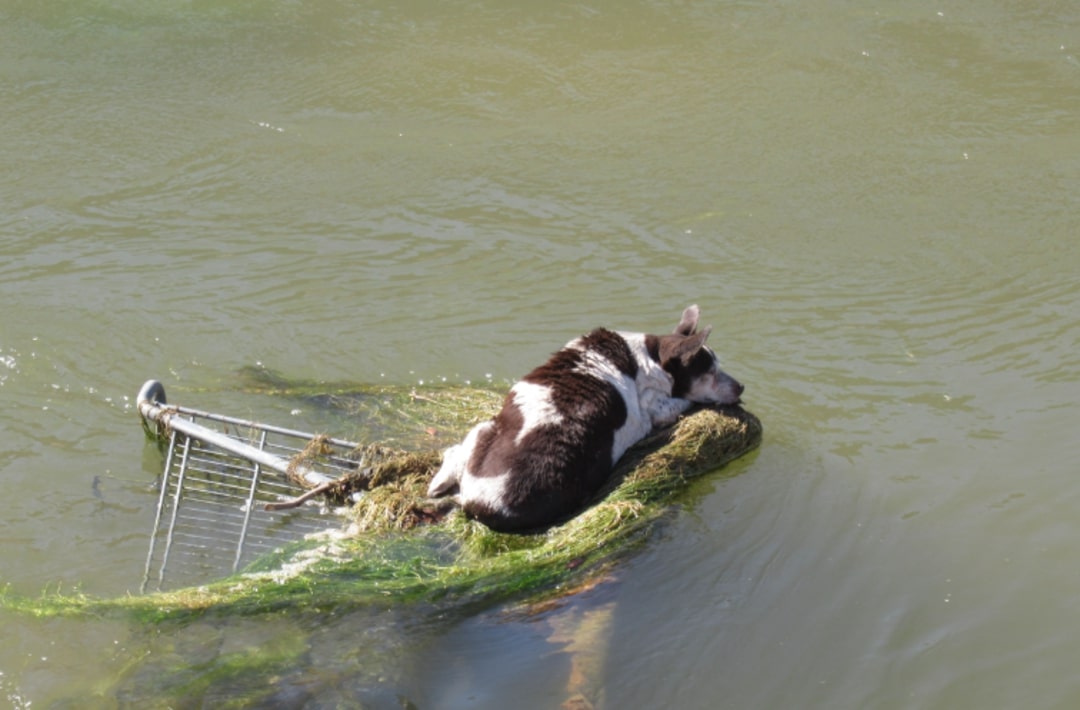 dog stuck in river