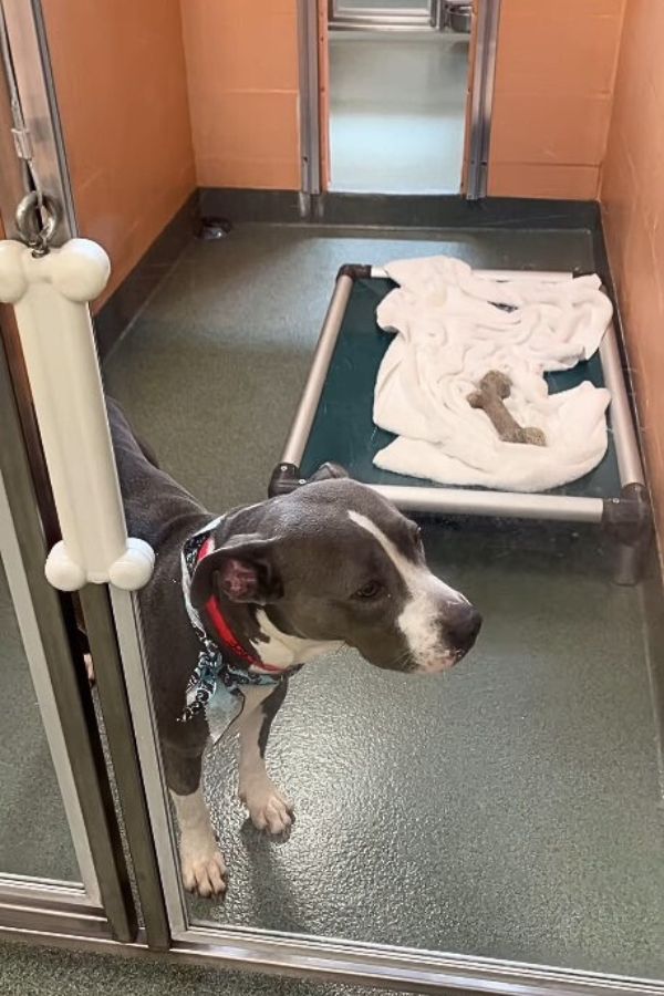 dog waiting in shelter