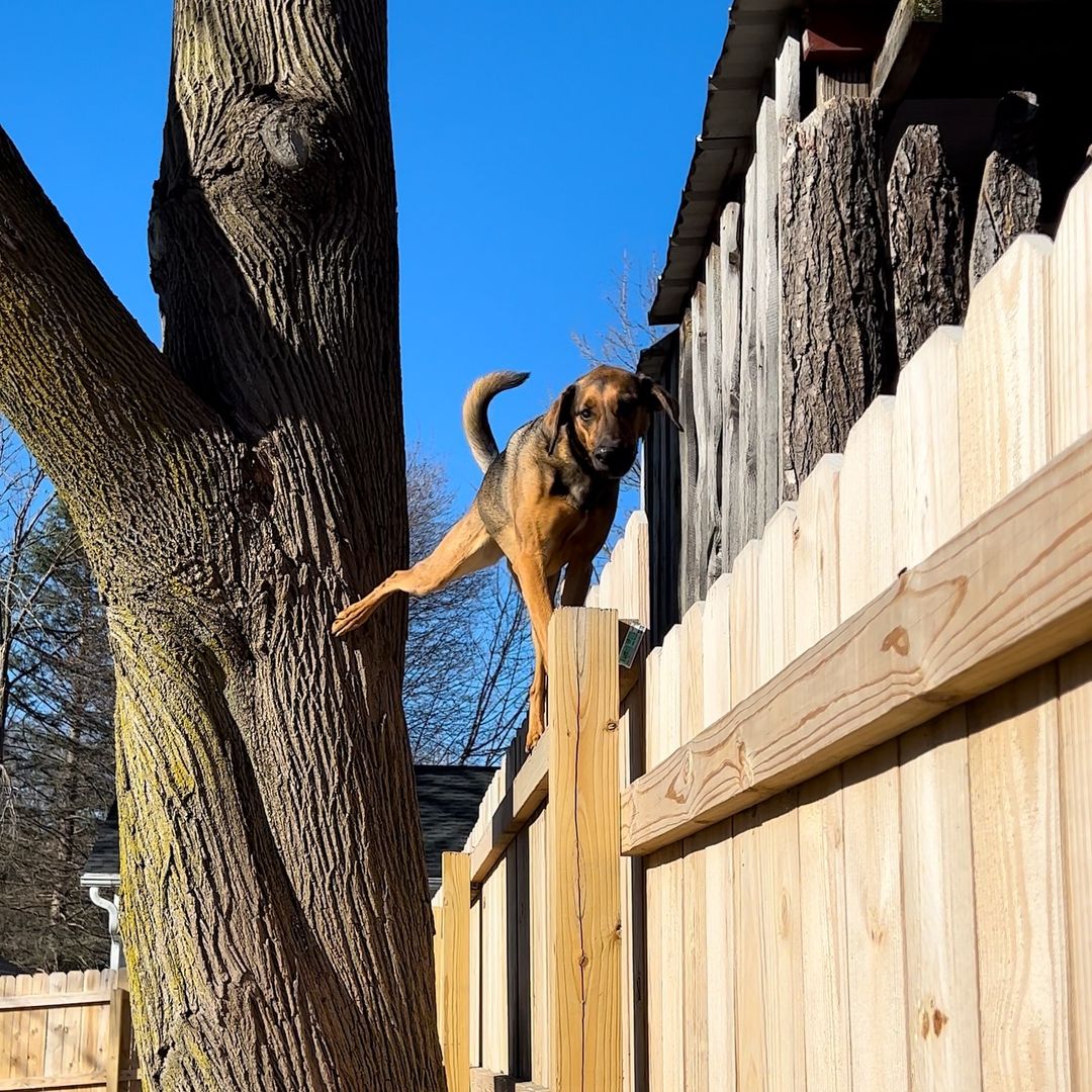 dog walking on fence