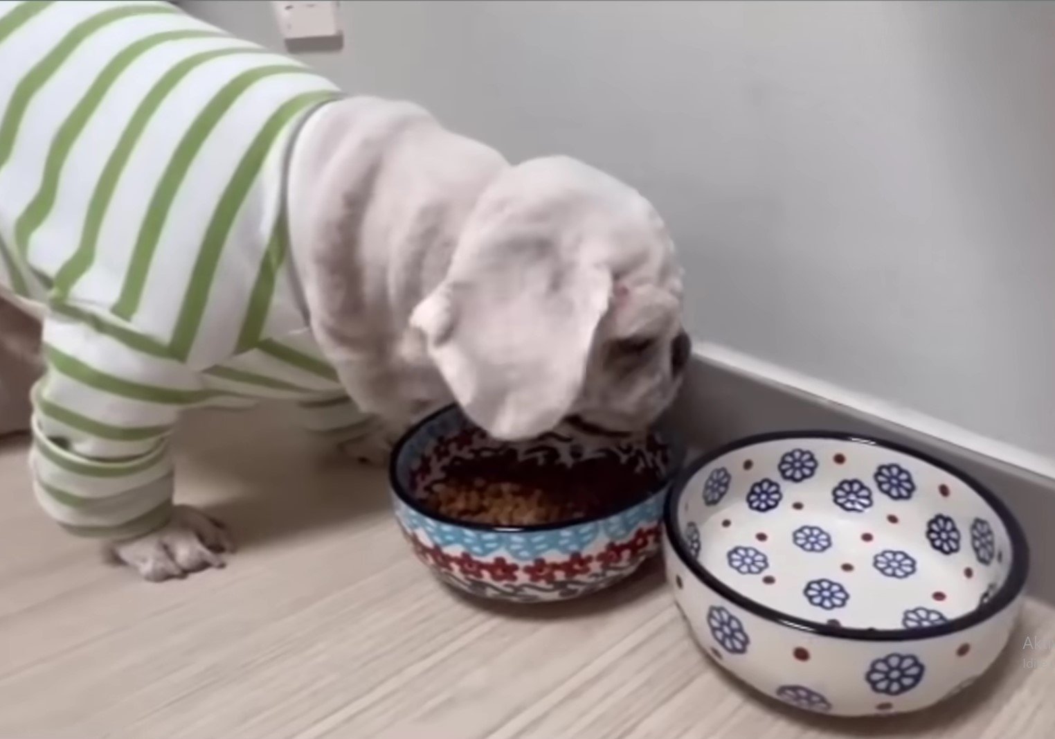 dog wearing clothes standing above food bowl