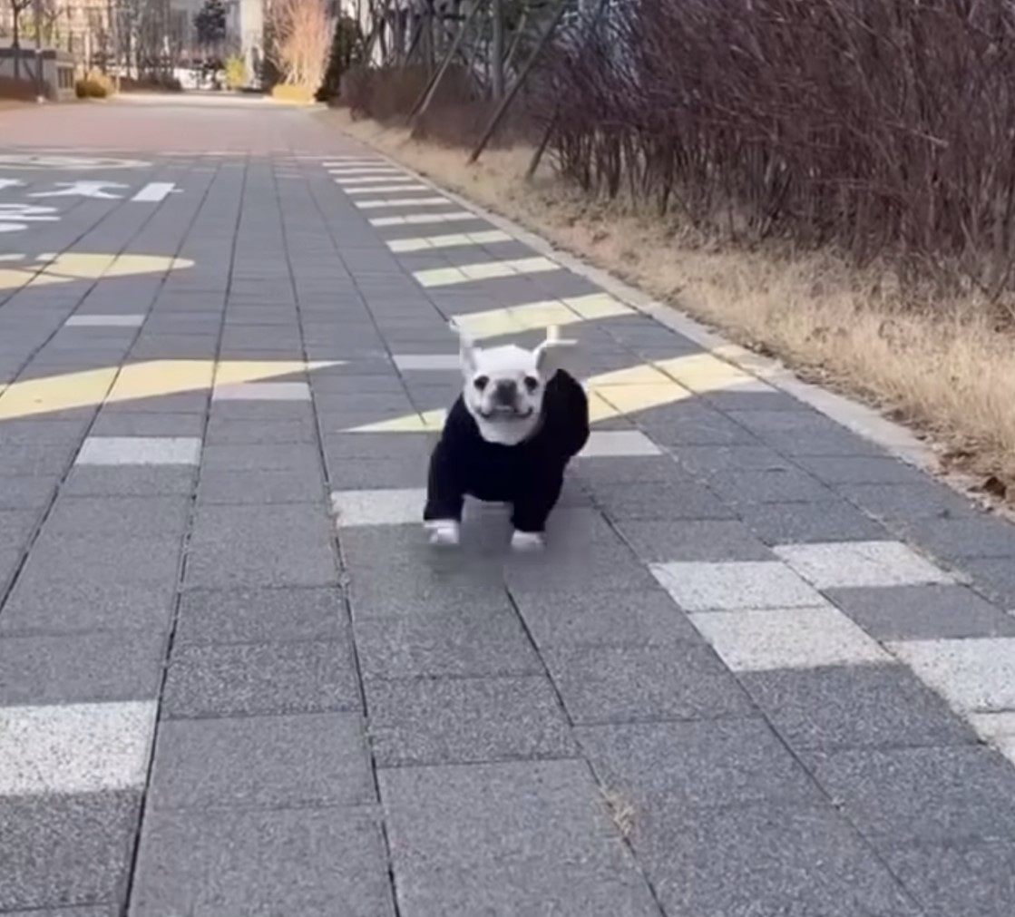 dog wearing clothes walking