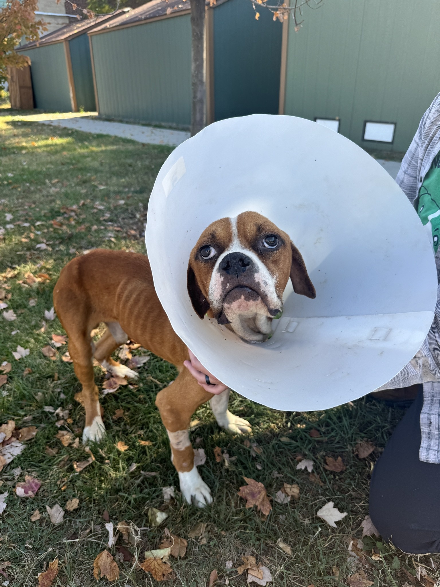 dog wearing neck collar