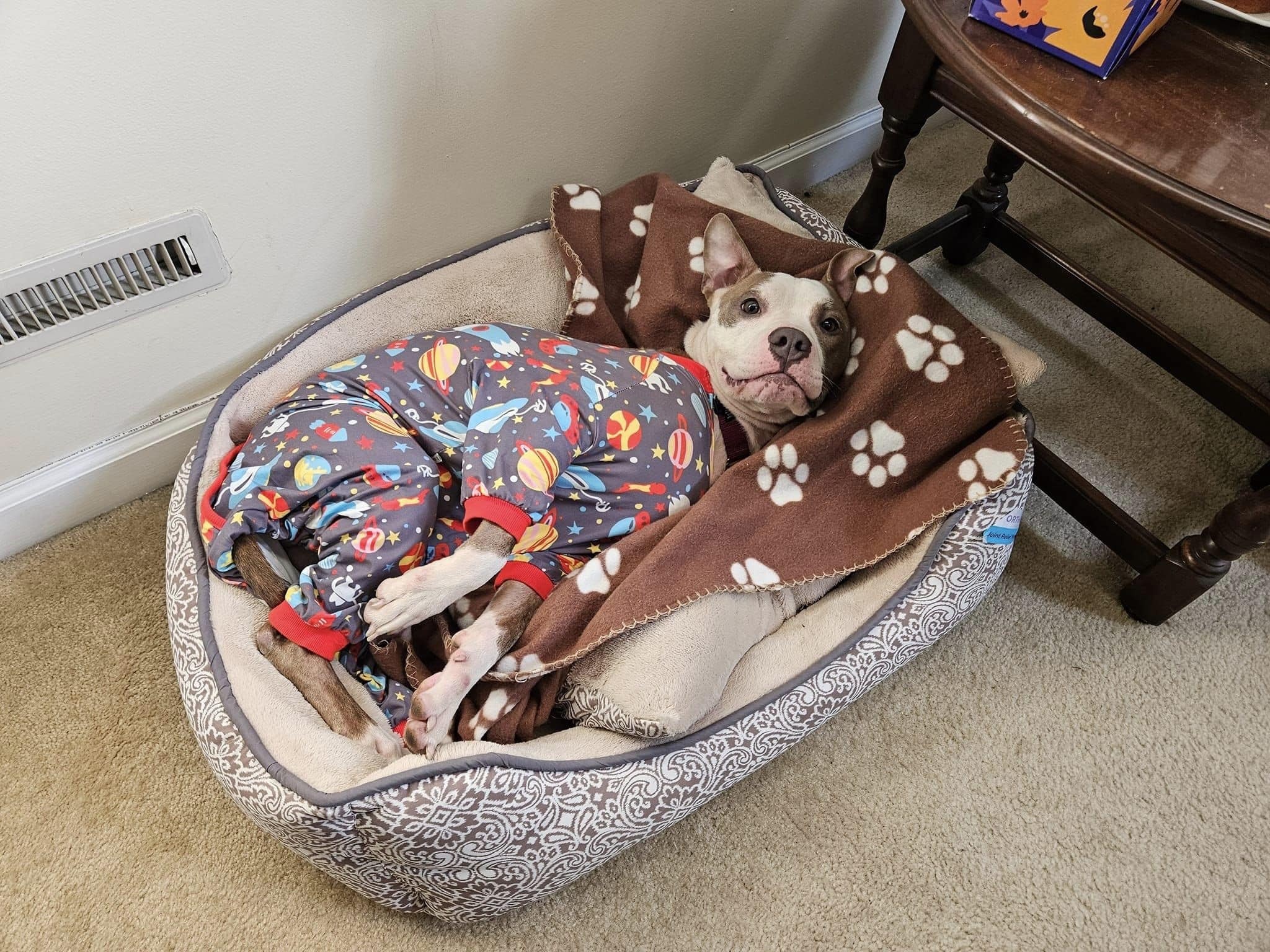 dog wearing pjs lying in his bed