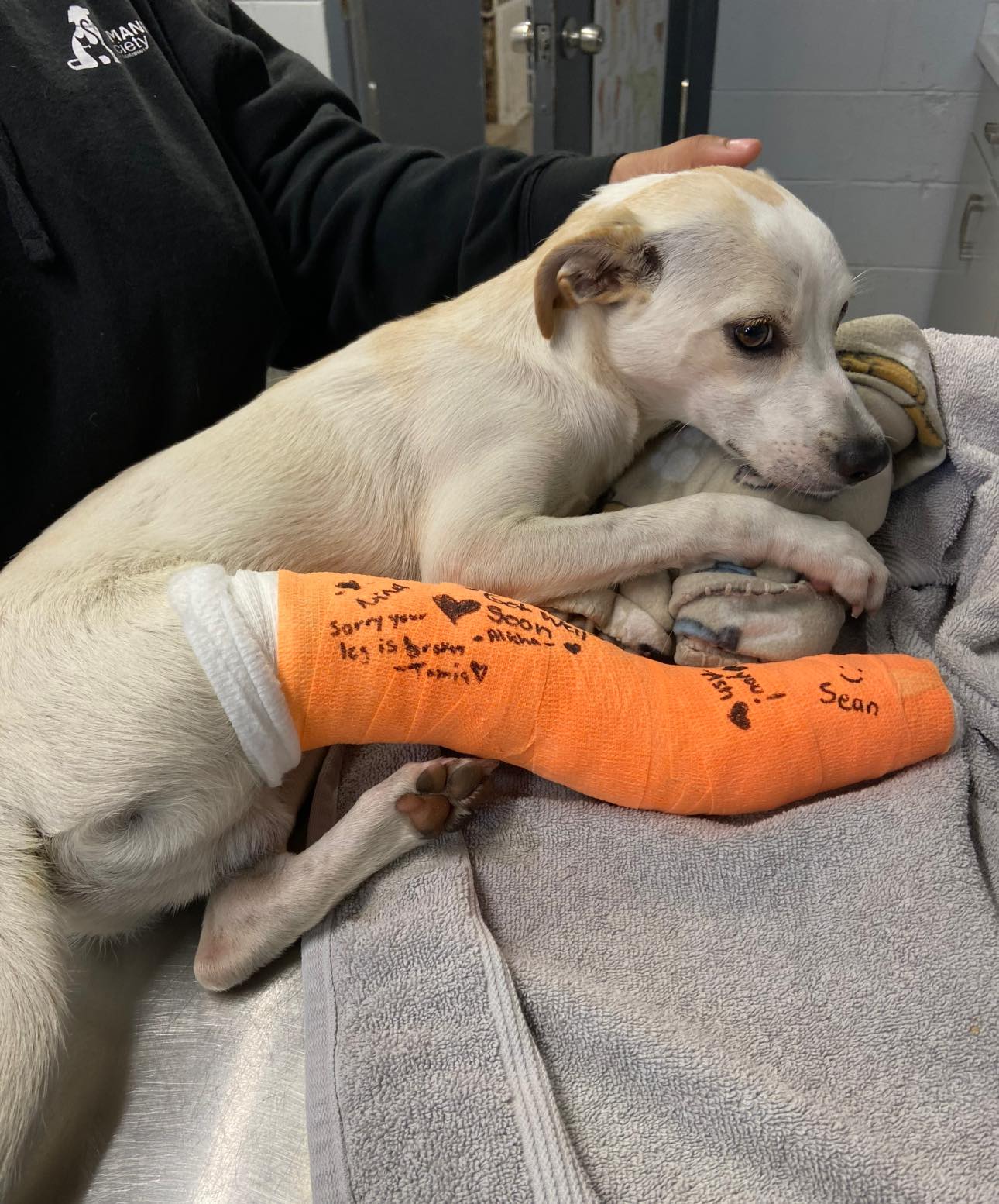 dog with an orange cast